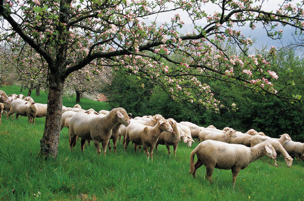 flock of sheep under a cherry tree in springtime
