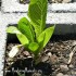 A Cement Block Garden–Really!