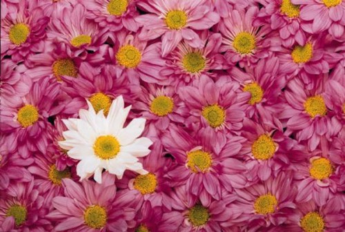 Pink daisies with one white daisy in the center