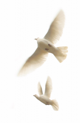 two doves flying