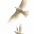 Peace in the Midst of Suffering