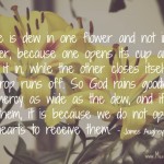 Yellow flowers with James Aughey quote super imposed.