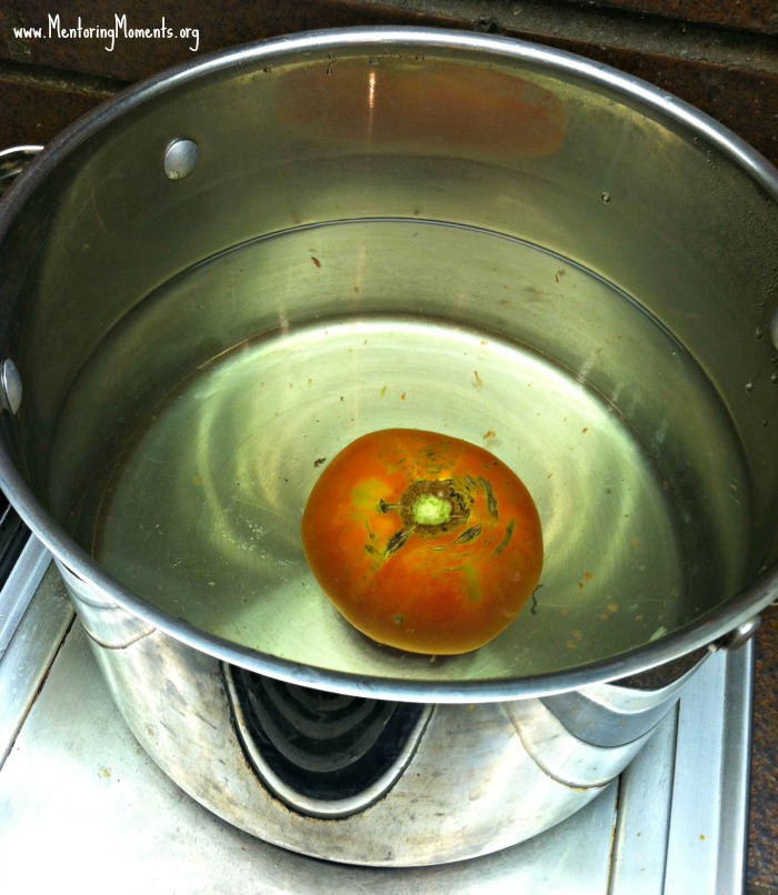 Blanching a tomato in a large pot of water.