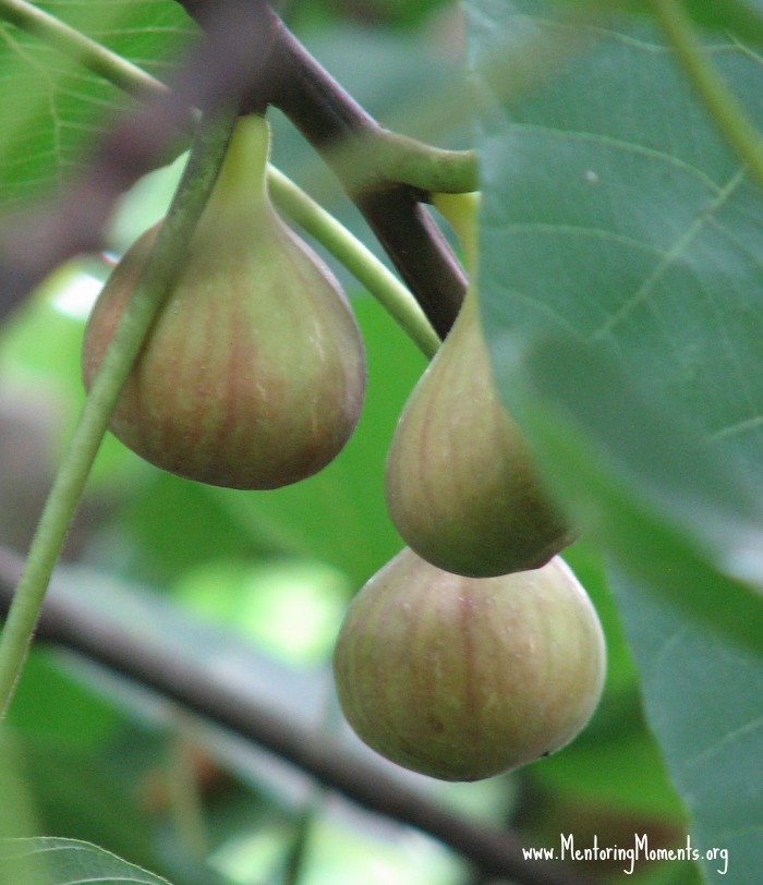 Ripe figs on the tree.