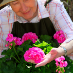 Senior adult lady tending pink roses.