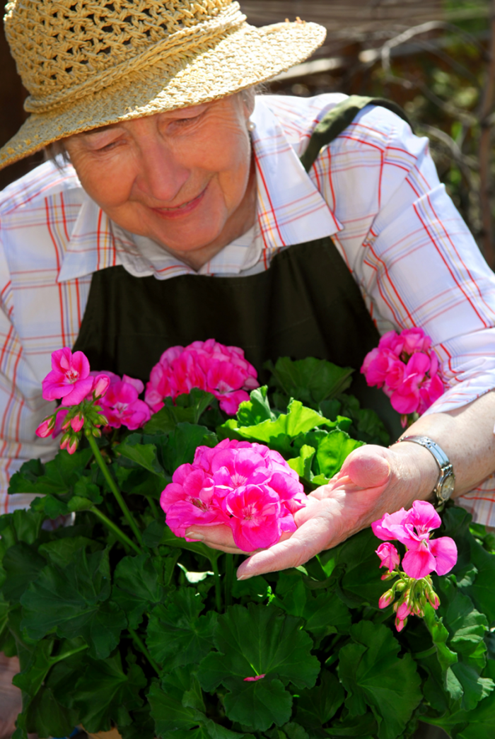 Senior adult lady tending pink roses.