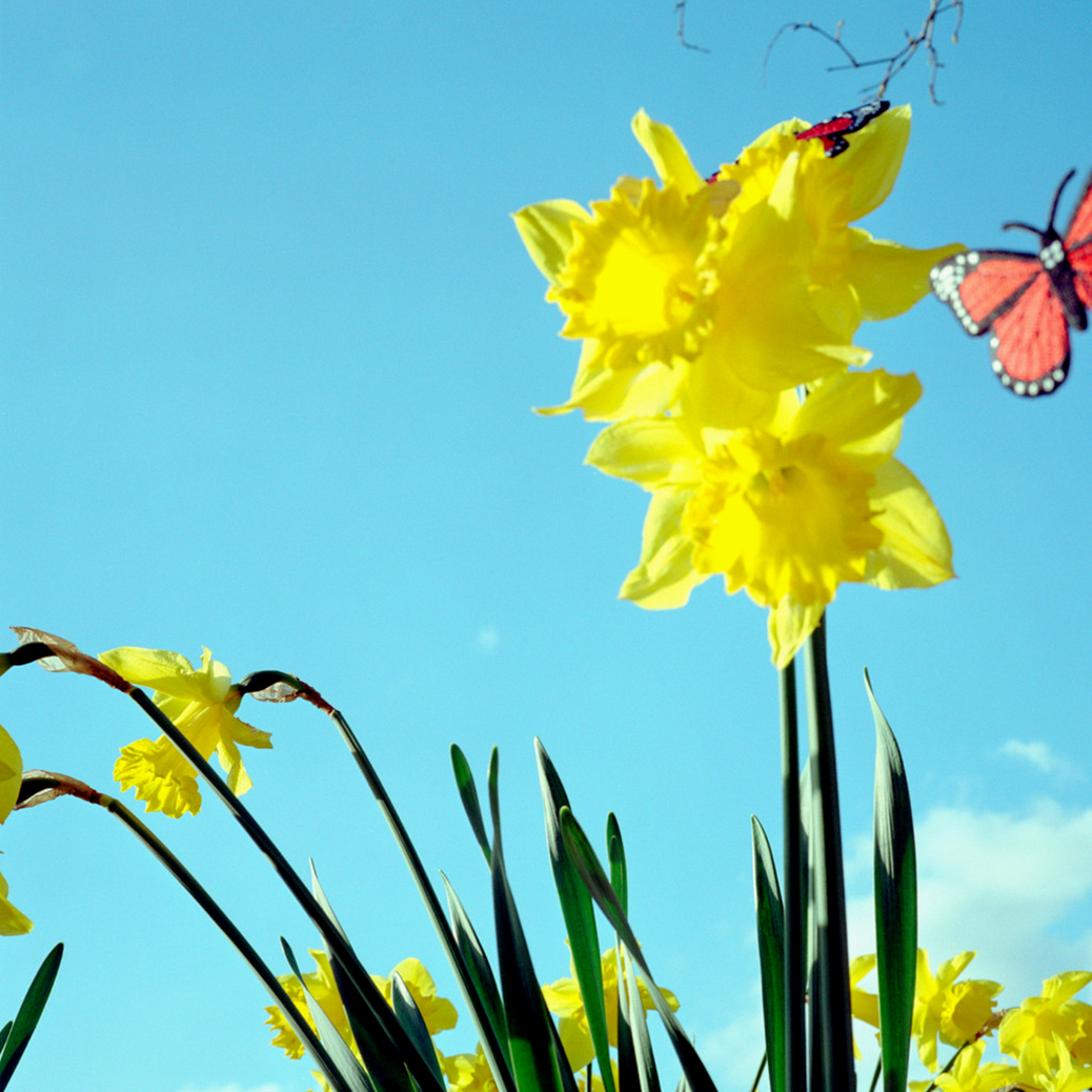 daffodils with butterfly