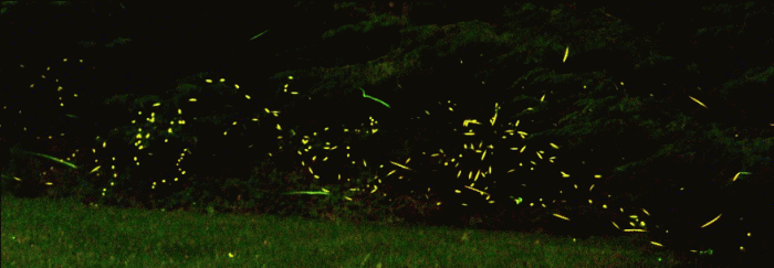 lightening bugs-2 / photo unknownn